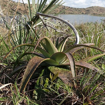 Aloe komatiensis unspecified picture