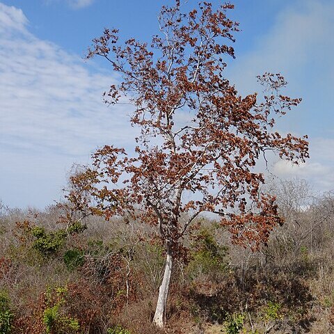 Micklethwaitia unspecified picture