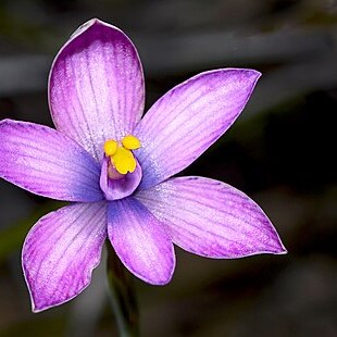 Thelymitra maculata unspecified picture