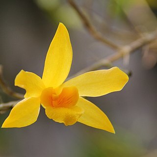 Dendrobium salaccense unspecified picture