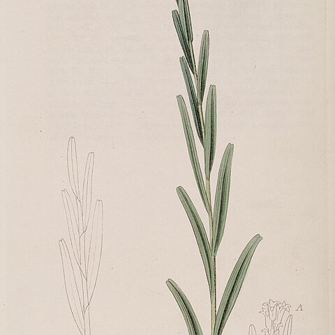 Isochilus linearis unspecified picture