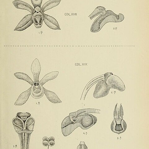 Taeniophyllum hasseltii unspecified picture