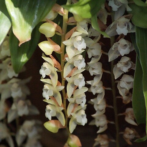 Pholidota chinensis unspecified picture