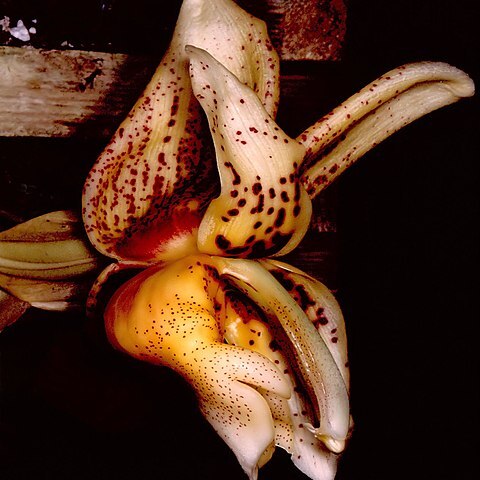 Stanhopea x lewisae unspecified picture