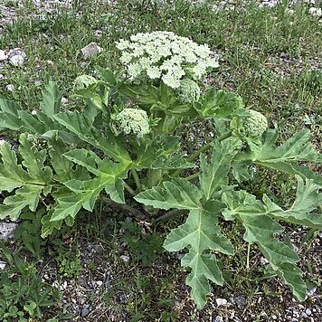 Heracleum unspecified picture