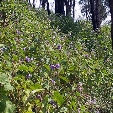 Solanum pungetium unspecified picture