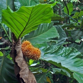 Artocarpus elasticus unspecified picture