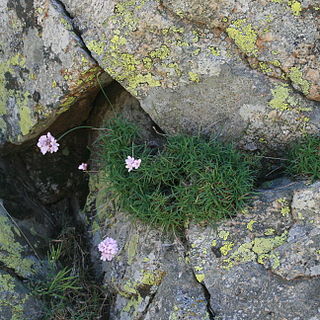 Armeria bigerrensis unspecified picture