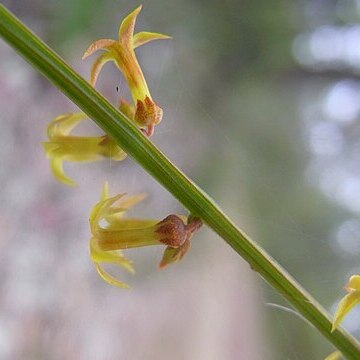 Stackhousia viminea unspecified picture