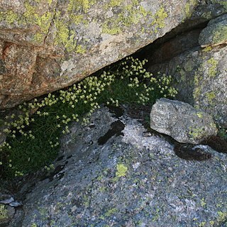 Saxifraga pentadactylis subsp. almanzorii unspecified picture