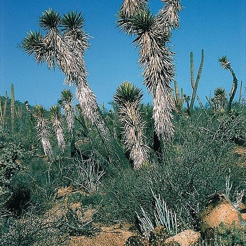 Yucca valida unspecified picture