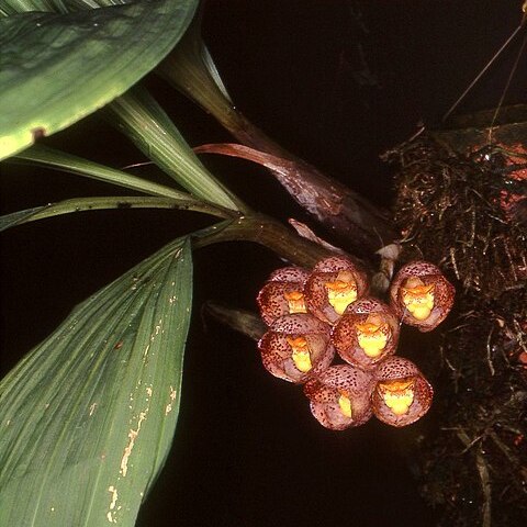 Peristeria pendula unspecified picture