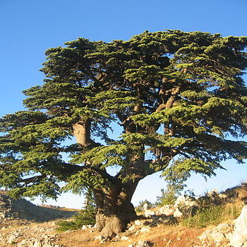 Pinaceae unspecified picture