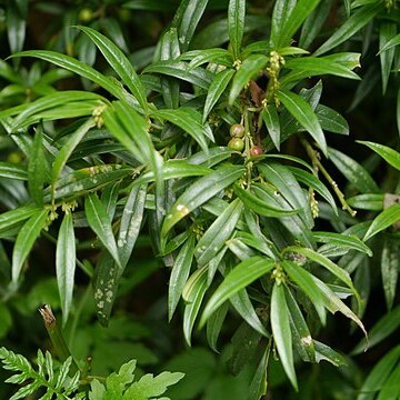 Sarcococca saligna unspecified picture