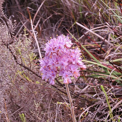 Dilatris ixioides unspecified picture