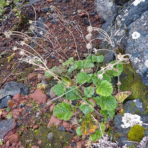 Geum cockaynei unspecified picture