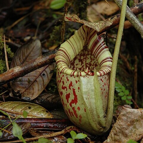 Nepenthes burbidgeae unspecified picture