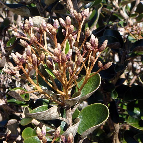 Olearia allomii unspecified picture