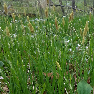 Carex woodii unspecified picture