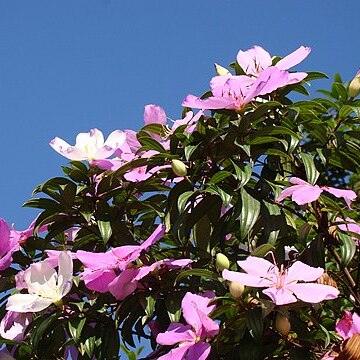 Tibouchina mutabilis unspecified picture