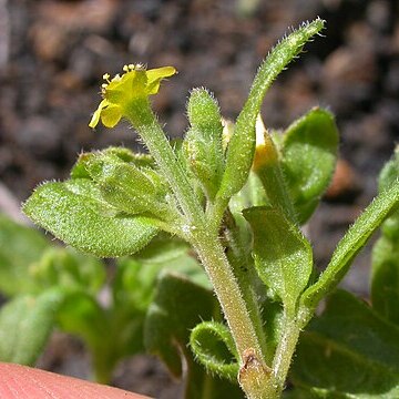 Mentzelia dispersa unspecified picture