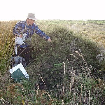 Kunzea toelkenii unspecified picture