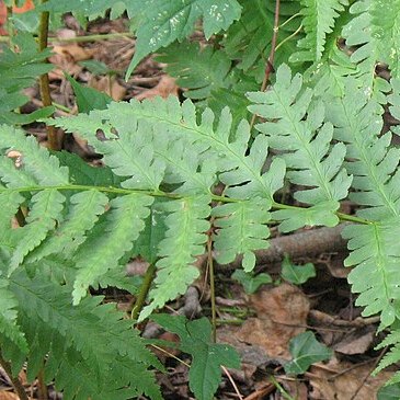 Dryopteris celsa unspecified picture