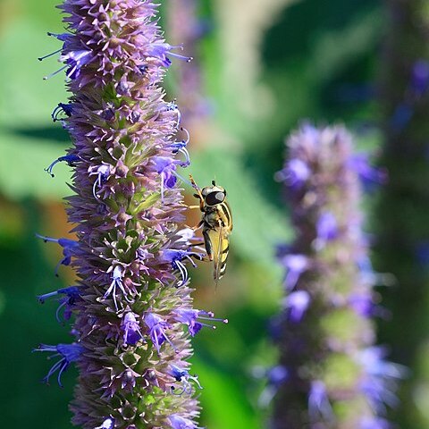 Agastache unspecified picture