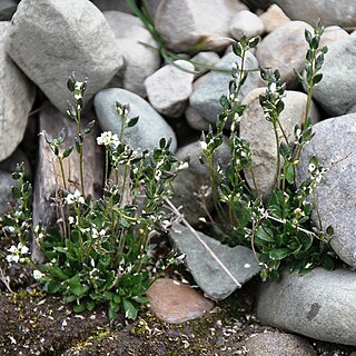 Draba norvegica unspecified picture