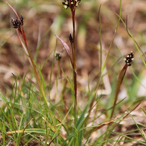 Luzula confusa unspecified picture