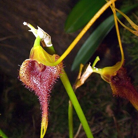 Masdevallia bennettii unspecified picture