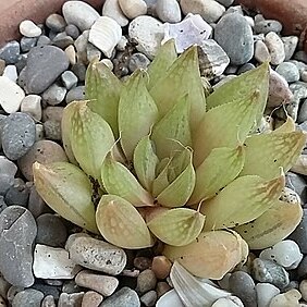 Haworthia marumiana var. reddii unspecified picture