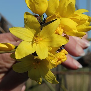 Bobartia orientalis unspecified picture