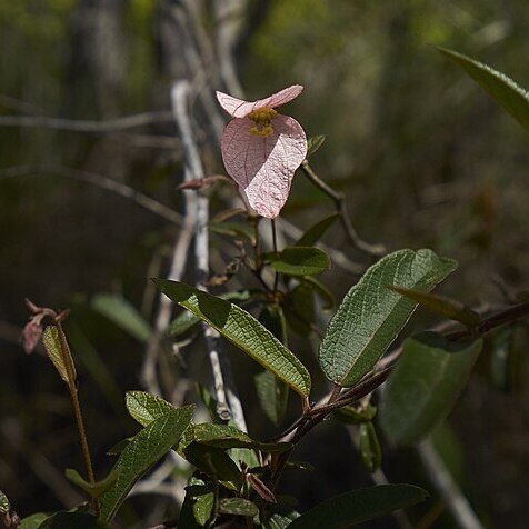 Dalechampia schippii unspecified picture