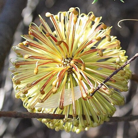 Banksia laricina unspecified picture