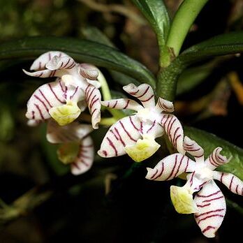 Trichoglottis pusilla unspecified picture