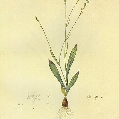 Freesia verrucosa unspecified picture