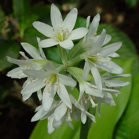 Clintonia udensis unspecified picture