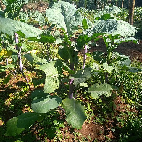 Brassica carinata unspecified picture