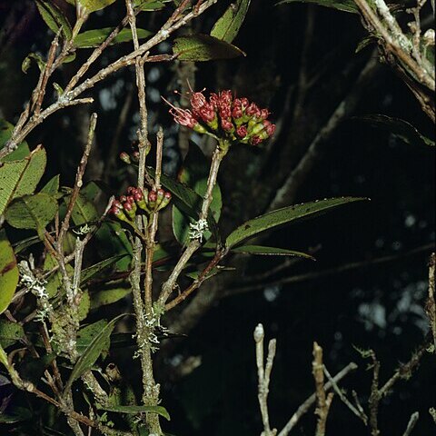 Metrosideros parkinsonii unspecified picture