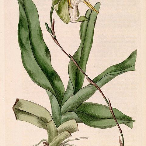 Aeranthes grandiflora unspecified picture