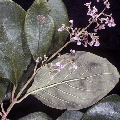 Cornutia obovata unspecified picture