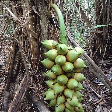 Attalea funifera unspecified picture