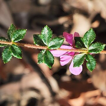 Tetratheca thymifolia unspecified picture