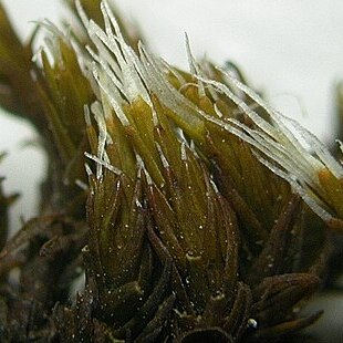 Grimmia torenii unspecified picture