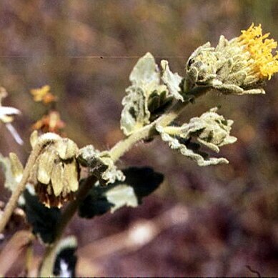 Geraea viscida unspecified picture