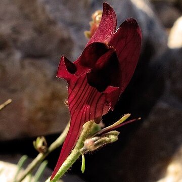 Linaria amoi unspecified picture