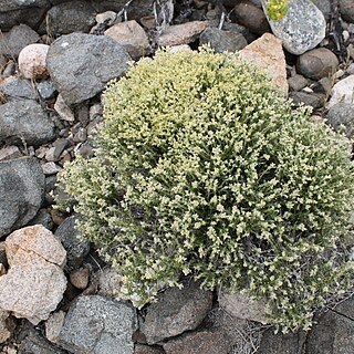 Paronychia chilensis unspecified picture