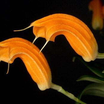 Masdevallia maxilimax unspecified picture