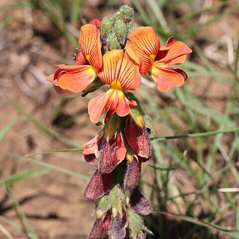 Eriosema distinctum unspecified picture